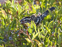 Black headed Grosbeak 1931